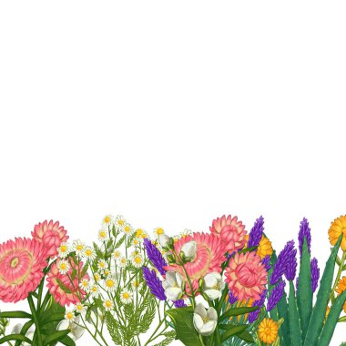 El yapımı tıbbi bitki çerçevesi. Şifalı bitkiler sınırında. beyaz arkaplanda izole