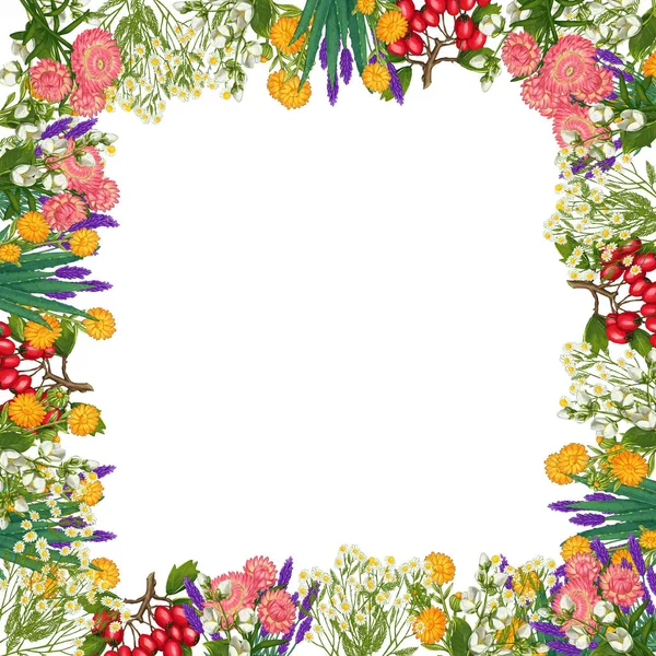 Hand drawn medicinal plant frame. Healing herbs border. isolated on white background