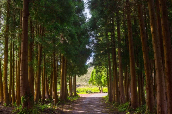 La strada nella foresta sull'isola di Terceira nell'arcipelago portoghese delle Azzorre. — Foto Stock