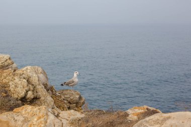 Martı kuşu Atlantik Okyanusu 'nda uçurumun kenarında duruyor..