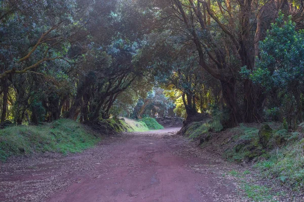 ヴィギア・ダス・バレイアス近くの森の中の道路。アゾレス諸島のテレシーラポルトガル — ストック写真