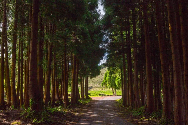 Az út az erdőben Terceira szigetén a portugál szigetvilágban az Azori-szigeteken. — Stock Fotó