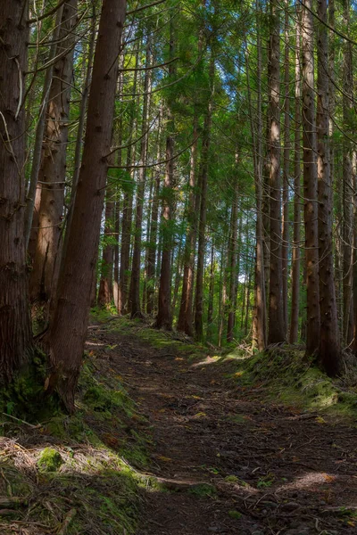 Gruta, Azores 'deki Terceira adasındaki ormanda doğa yürüyüşü yapıyor.. — Stok fotoğraf