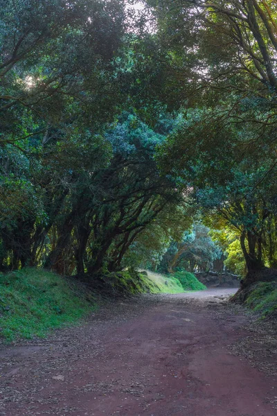 The road in the forest near Vigia das Baleias. Terceira, Azores. Portugal — Stock Photo, Image