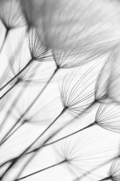 Abstraktes Makrofoto von Pflanzensamen. schwarz-weiß Stockbild