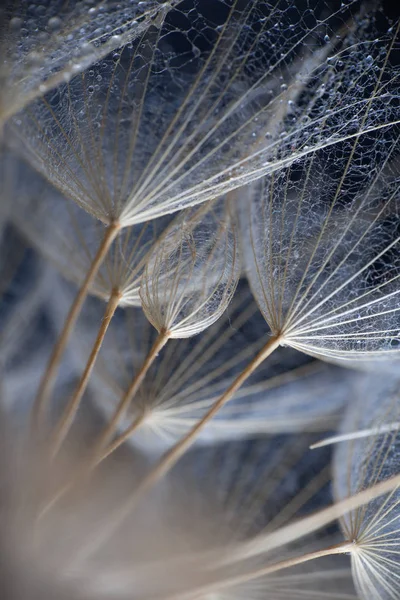 Abstract macro photo of plant seeds Stock Image