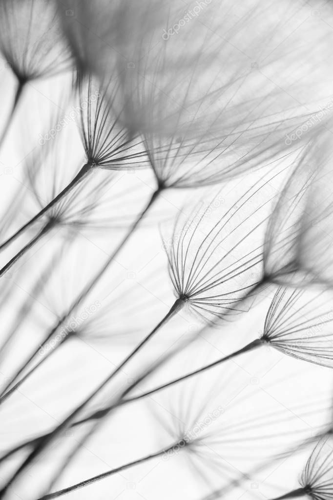 Abstract macro photo of plant seeds. Black and white