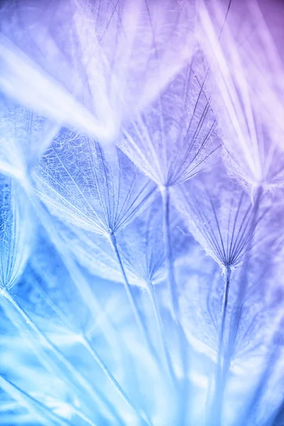 Абстрактная макрофотография семян растений утром — стоковое фото
