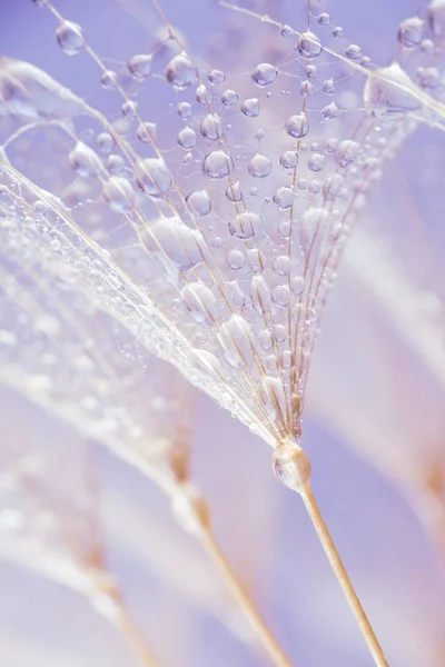 Abstract macro photo of plant seeds at a morning Stock Image