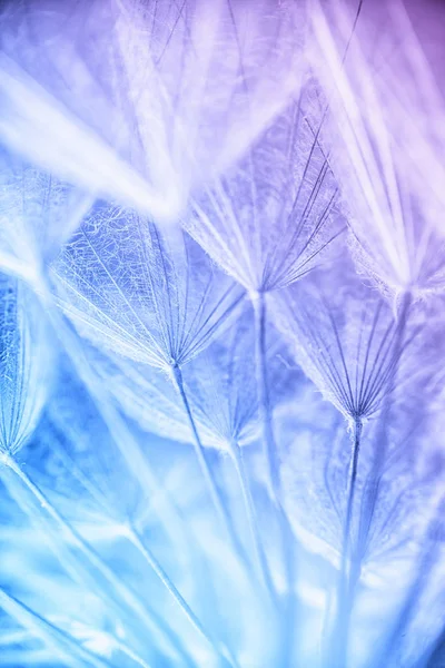 Foto macro abstracta de semillas de plantas a la mañana Fotos de stock libres de derechos