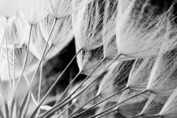 Abstract macro photo of plant seeds. Black and white Stock Image