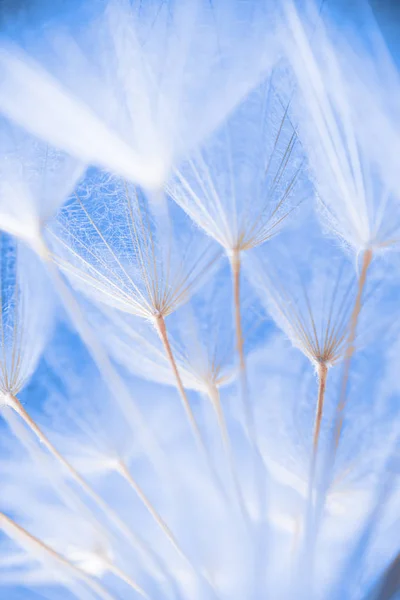 Abstract macro photo of plant seeds at a morning Royalty Free Stock Photos