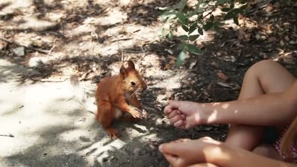 Dostluk orman hayvan ve mutlu kız öğrenci. Sincap insanlar güvendiği ve elinden yiyor. Yakın çekim — Stok video