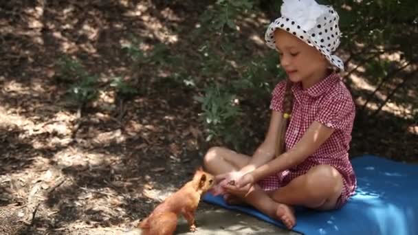 인간의 손에서 먹이 다람쥐. 사람은 어려운 시기에 생존을 위해 동물 수 — 비디오