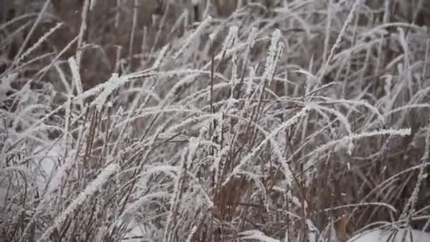 Winter in nature — Stock Video