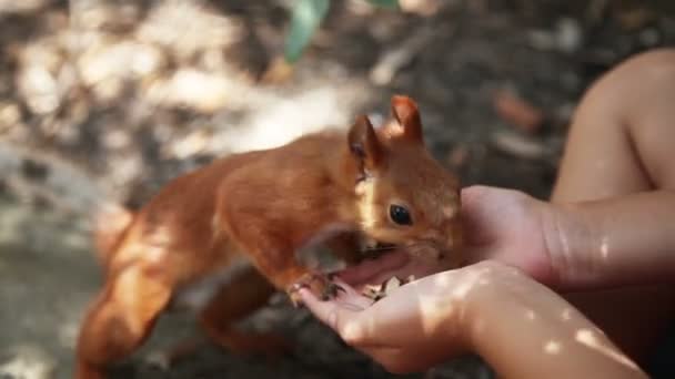 Retrato de close-up de uma menina comendo morangos com creme — Vídeo de Stock