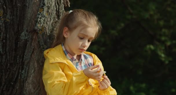 デイジーの花びらをちぎりの女の子。ツリーの下に座って、カメラ目線の女の子。願い事をします。 — ストック動画