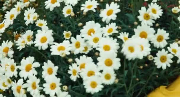 Närbild porträtt flicka och enorm bukett av vita blommor. Barnet tittar på kameran och leende — Stockvideo
