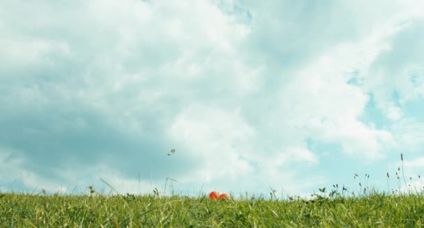 Chica en un vestido blanco sosteniendo globos rojos y caminando sobre una hierba verde — Vídeos de Stock