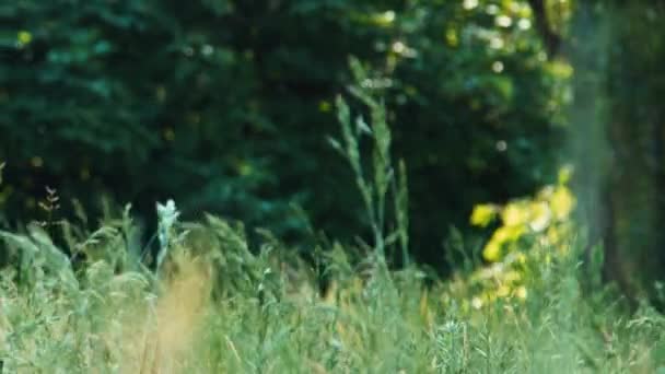 Närbild porträtt flicka naturalistiska explorer tittar genom kikaren på avstånd och leende. Zoomning — Stockvideo