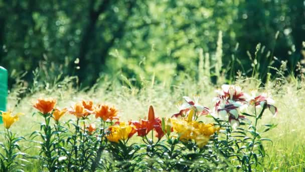 Girl holding watering can for flowers around flowers — Stock video