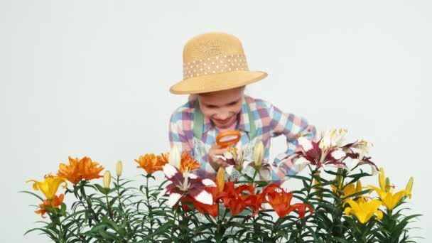 Niña flor-niña usando lupa mirando flores y sonriendo con dientes sobre fondo blanco — Vídeos de Stock