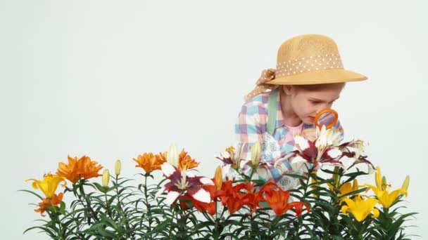 Flower-girl en sombrero mirando desde la lupa a las flores y sonriendo con dientes sobre fondo blanco. Pulgar hacia arriba. Ok. — Vídeos de Stock