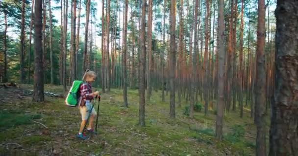 Hiker niña va en el bosque — Vídeo de stock