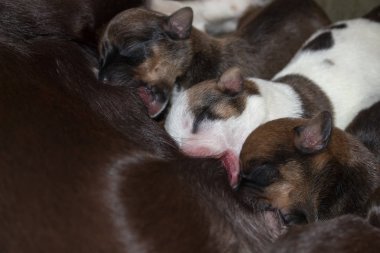 Sarı çiçek tomurcukları doğada