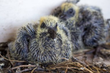 Güvercin şık yakın çekim