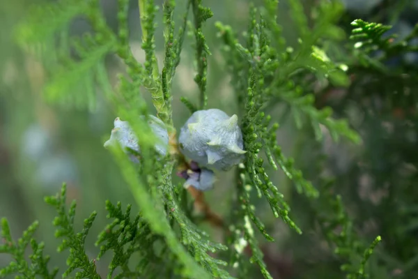 Thuja Gren Med Knopp — Stockfoto