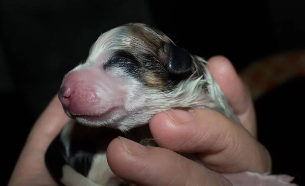 Νεογέννητα Σκυλάκια Σίτιση Στην Κορυφή Ενός Φοίνικα — Φωτογραφία Αρχείου
