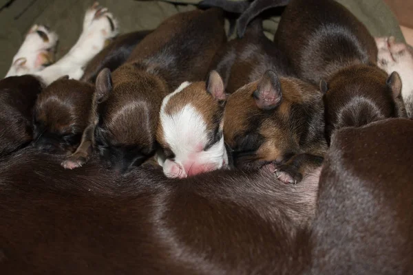 Νεογέννητα Σκυλάκια Σίτισης Μητέρα — Φωτογραφία Αρχείου