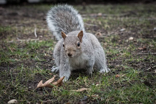 Schattig eekhoorn in het park — Stockfoto