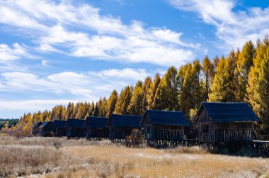 çam ormanı içinde derin sonbahar/fotoğraf Moğol plat Kuzey Çin'in üzerinde gerçekleştirilen