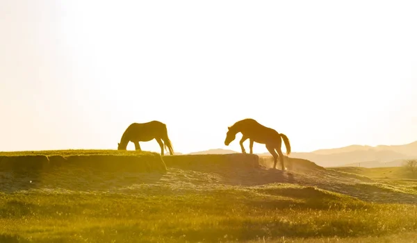 Contorno Del Pastor Caballo Atardecer Otoño Profundo Foto Tomada Parcela — Foto de Stock