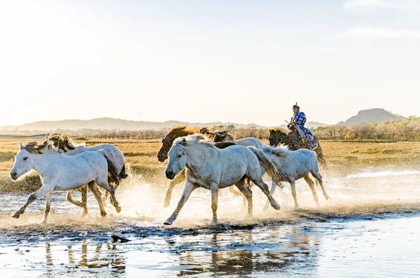 Correndo Rio Cavalo Equitação Pôr Sol Pegou Oct 2017 China — Fotografia de Stock
