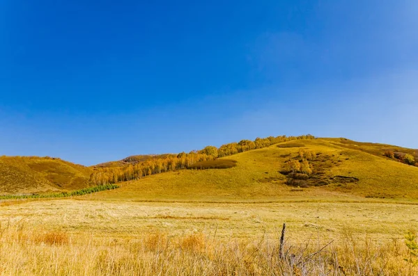 otlak derin sonbahar / / / alınan Kuzey Çin'in içinde