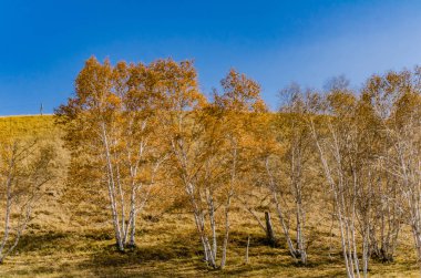 altın rengi / / / alınan Çin'in Kuzey çim arazi üzerinde derin sonbaharda ormanda huş ağacı