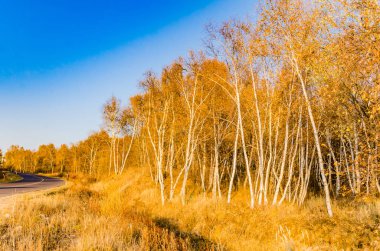 altın rengi / / / alınan Çin'in Kuzey çim arazi üzerinde derin sonbaharda ormanda huş ağacı