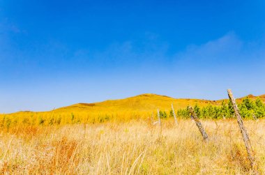 çayır kuzeyinde Çin alınan derin sonbahar/fotoğraf.