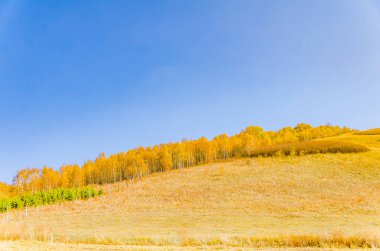 çayır kuzeyinde Çin alınan derin sonbahar/fotoğraf.