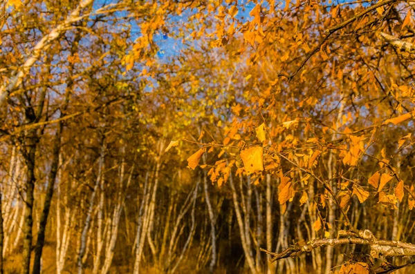 Forêt Bouleau Automne Profond Couleur Dorée Prise Sur Terre Herbeuse — Photo