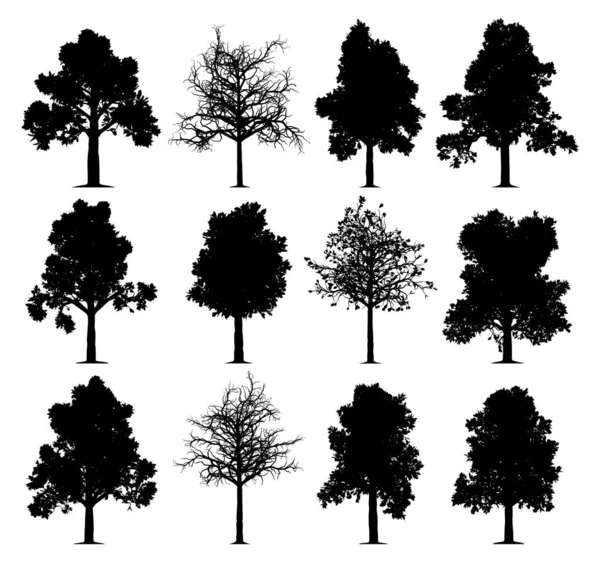 Oak trees — Stock Vector
