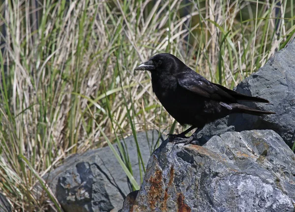 Wrona Alaskańska Corvus Caurinus Strzał Plaży Tofino British Columbia Kanada — Zdjęcie stockowe