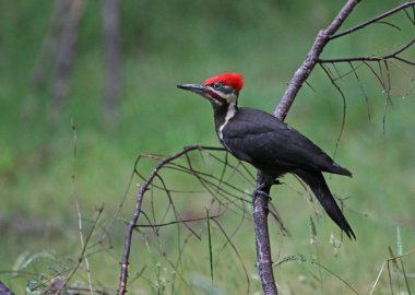 Bir Pileated ağaçkakan (Dryocopus pileatus) bir ağaç dalı üzerinde tünemiş. Gabriola Adası, British Columbia, Kanada'da vurdu