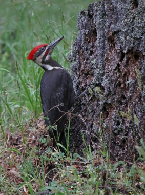 Pileated ağaçkakan kuşu