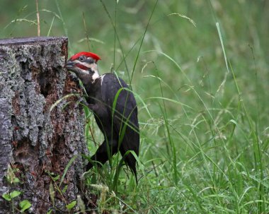 Bir Pileated bir ağaç kütüğü çekiç ağaçkakan (Dryocopus pileatus). Gabriola Adası, İngiliz Columbi, Kanada'vurdu