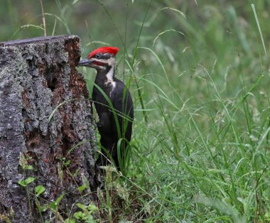 Yiyecek Pileated ağaçkakan