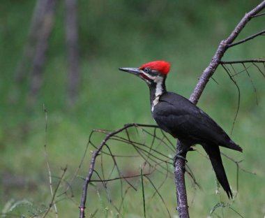 Bir Pileated ağaçkakan (Dryocopus pileatus) bir ağaç dalı üzerinde tünemiş. Gabriola Adası, British Columbia, Kanada'da vurdu